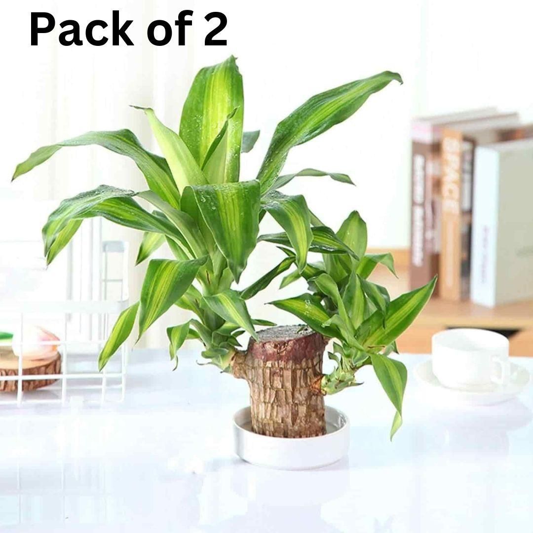 Brazilian Lucky Wood, Mini Home Plant Decorations	(Pack of 2)